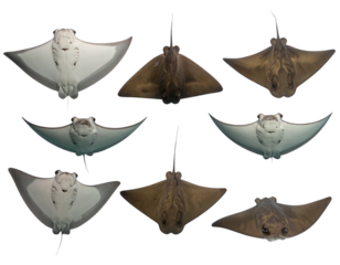 Set of Stingrays in Different Poses, Isolated on Transparent Background