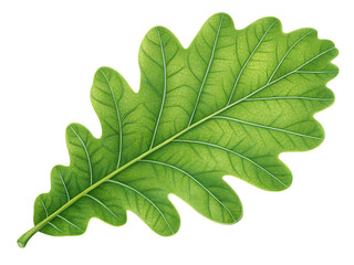 Fresh green mint leaf isolated on white background featuring organic texture and macro detail for natural herbal medicine and botany foliage