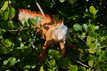 Iguana