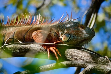 Iguana