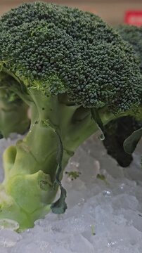 Vibrant Broccoli on Ice: A close-up view of a fresh, verdant broccoli crown, perfectly chilled on a bed of glistening ice, offering a crisp, inviting appearance