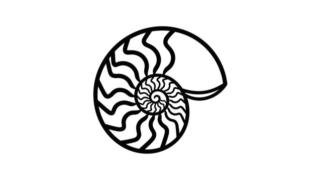 Nautilus Shell Spiral Line Art Illustration
