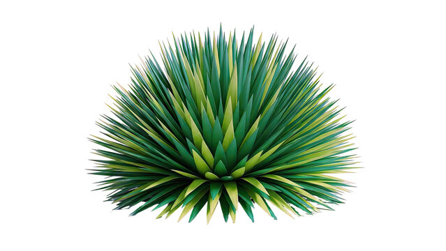 Yucca Plant with Sharp Green Leaves