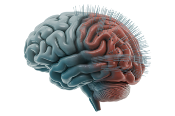 Advanced Cybernetic Brain Symbolizing Bio Tech Fusion on Transparent Background