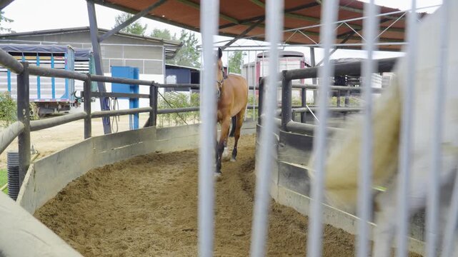 White and chesnut horses wearing a halter walking along a stable corridor at an equestrian facility, with transport trucks and other horses in background, rural horse management scene.