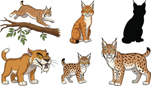 Lynx wild cat illustration set with jumping standing sitting poses silhouette and realistic forest animal vector collection