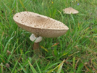 Two Parasol mushrooms growing in autumn  in a meadow.
