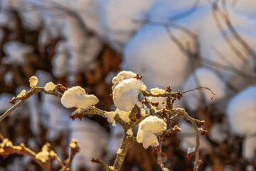 Close up view of winter cherry tree branches covered with snow and buds in garden during cold season. Sweden.