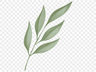 Watercolor green leaf branch botanical Christmas illustration vector.