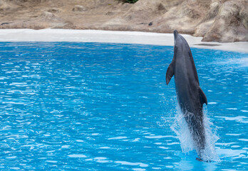 Delfin