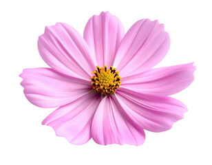 Obraz premium Close-up of a delicate, isolated pink flower with a vibrant yellow center against black background
