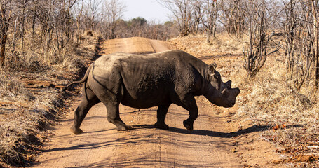 black rhinoceros, Diceros bicornis