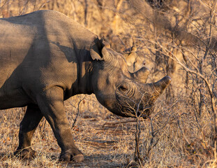 black rhinoceros, Diceros bicornis