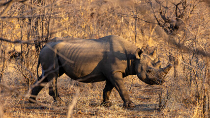black rhinoceros, Diceros bicornis