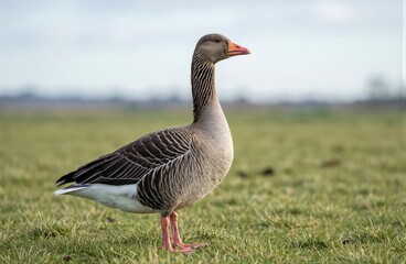 Obraz premium Gander standing on grassy field with blurred background. Concept of peace and serenity in countryside, showcasing lush pasture and nature's beauty.