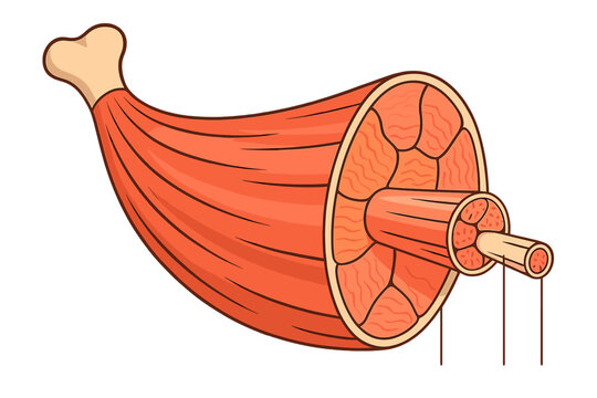 Diagram of a meat cut showing muscle structure and bone content for educational purposes