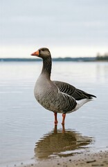 Greylag goose standing in shallow water on beach, reflection visible in calm surface. Concept of nature's beauty and tranquility in shallow-water environments, reflection captured.