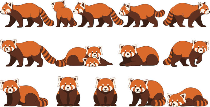 Red panda realistic character set with walking sitting sleeping poses wild forest animal vector illustration collection