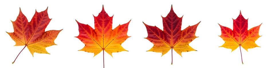 four autumn maple leaves isolated on a white background HIGH QUALITY PNG FILE..