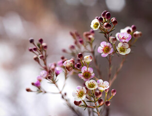 Piękne, różowe kwiaty Woskówki, Wax flowers, tapeta, dekoracja. © mycatherina