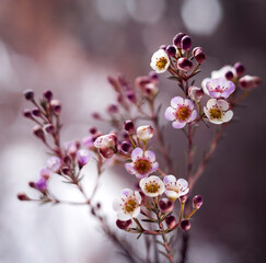 Piękne, różowe kwiaty Woskówki, Wax flowers, tapeta, dekoracja. © mycatherina