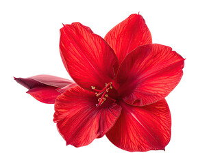 Vivid red Amaryllis blossom against stark black backdrop, showcasing delicate petals