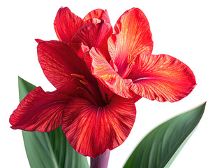 A vibrant, close-up botanical study showcasing a large, red flower with detailed textures
