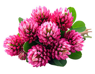 A cluster of vibrant red clover blossoms with verdant leaves, set against a black backdrop