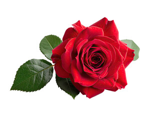 A vibrant, detailed photograph of a blossoming red flower with green leaves