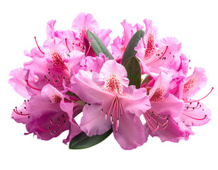 Close-up of delicate pink blossoms with intricate details and contrasting green leaves