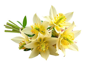 Close-up of delicate cream-colored flowers with yellow centers, green stems against black