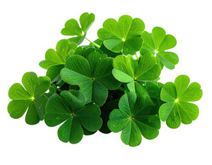 Close-up of lush green clover-like leaves, isolated on a black background, healthy growth
