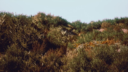 Lush hillsides come alive with vibrant green foliage and scattered wildflowers during the golden hour. A peaceful natural landscape evokes a sense of tranquility and beauty.