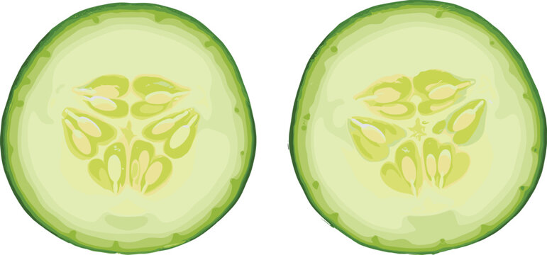 Fresh cucumber slices cross section showing seeds isolated on white background healthy food vegetable vector illustration