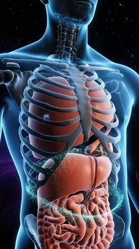 Human Body Anatomy Internal Organs 3D Illustration Medical Animation.