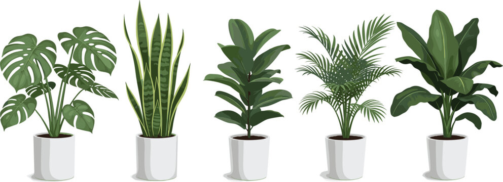 Indoor houseplants set with monstera snake plant palm and ficus in pots isolated on white background modern vector illustration