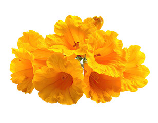 A cluster of vibrant, trumpet-shaped flowers, digitally isolated against a stark black background
