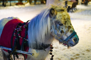 Small pony horse light gray in red blanket on a snowy street background in winter evening as a symbol concept of 2026