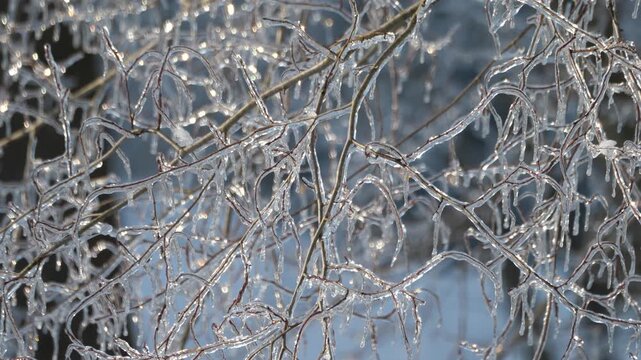 Ice 0302 Trees Winter Storm Nature Sky