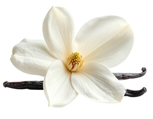 Pristine ivory blossom with stamen and two slender vanilla bean pods, set against black