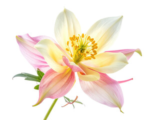 Close-up of a delicate flower with pink-tipped petals and a vibrant yellow center