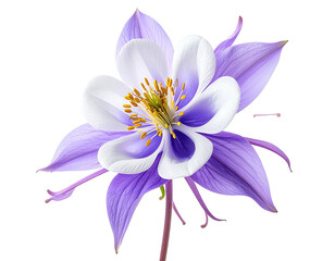 Delicate Columbine blossom with purple and white petals against a black background