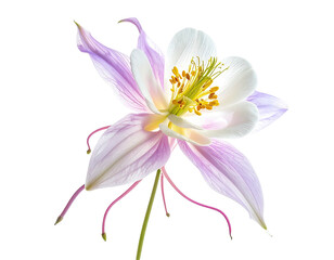 Delicate Columbine flower with white and lavender petals, isolated on a transparent background