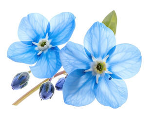 Delicate blue blossoms with soft petals and vibrant green accents against a dark background