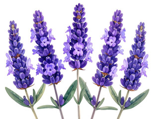 Watercolor illustration showcasing five vibrant purple lavender sprigs on a black background