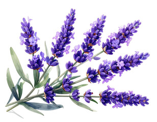 Watercolor depiction of lavender sprigs, vibrant purple blooms, green leaves, transparent backdrop