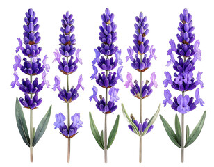 Digitally painted five purple lavender sprigs on black background, showcasing intricate details