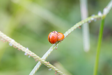 Obraz premium Macro shots ladybugs mating.,close-up of a small red ladybug