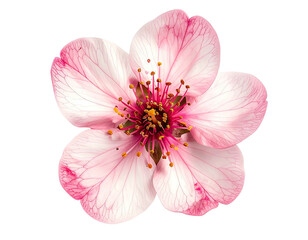 Isolated, delicate, top view blossom with vibrant pink-and-white petals. Center contains stamens and pistil
