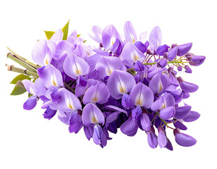 Close-up of delicate purple-hued wisteria blossoms in full bloom with several green leaves